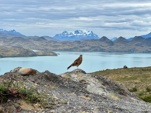 Bird perched on the W Trek, overlooking Lago Nordenskjöld